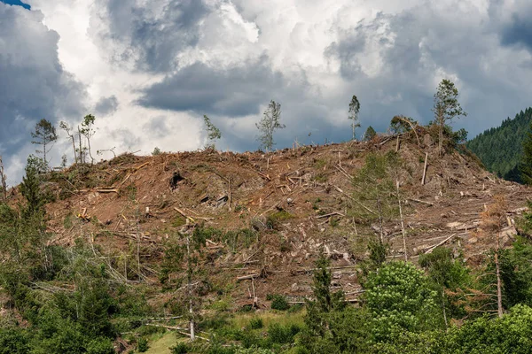 Árvores caídas - força do vento - Trentino Itália — Fotografia de Stock