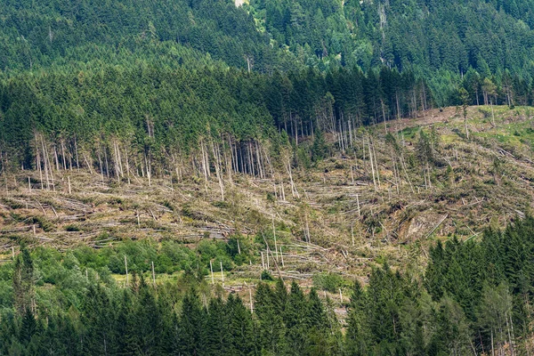 Floresta com muitas árvores caídas - Desastre natural na Itália — Fotografia de Stock
