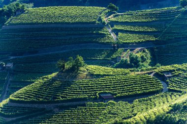 Üzüm bağları ile Teraslı alanlar - Trentino Alto Adige İtalya 