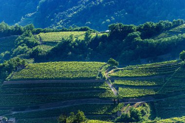 Üzüm bağları ile Teraslı alanlar - Trentino Alto Adige İtalya 