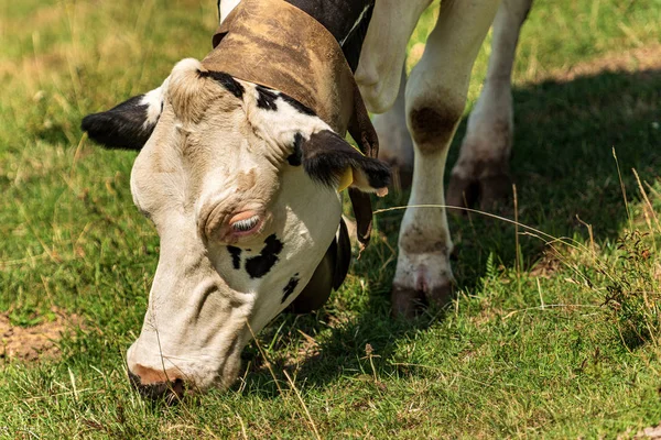 Pâturage de vaches laitières blanches et noires dans les Alpes italiennes — Photo