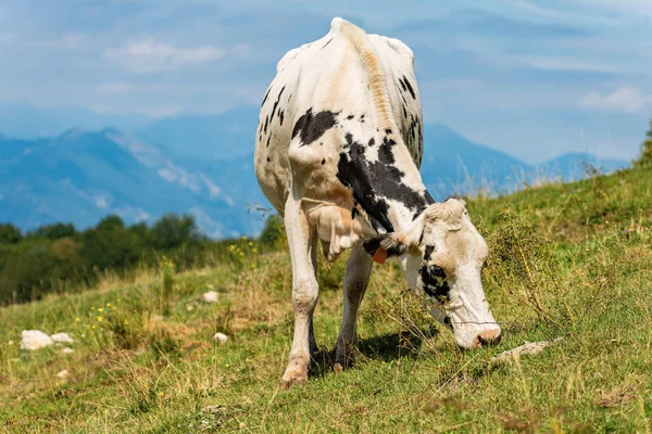 Vaca leiteira pastando em um prado verde - Alpes italianos — Fotografia de Stock