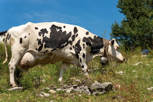 Fehér és fekete Tejhasznú tehén hegyi legelőkön-olasz Alp — Stock Fotó