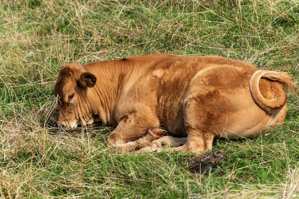 Brown calf resting in a mountain pasture - Italian Alps — Stock Photo, Image