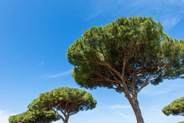 Mavi gökyüzünde deniz çamları - Ostia Antica Roma İtalya