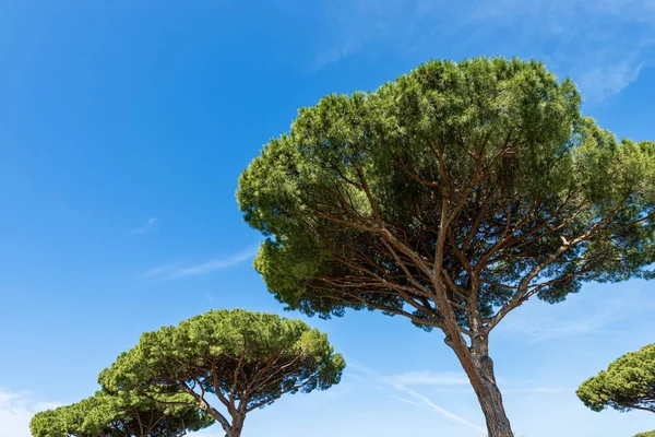 Pinos marítimos en el cielo azul - Ostia Antica Roma Italia — Foto de Stock