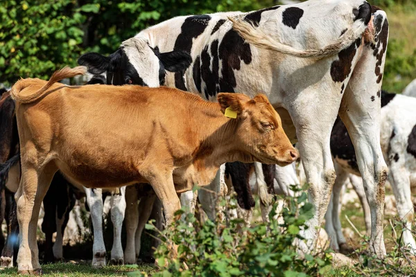 Troupeau de vaches avec un veau brun - Alpes italiennes — Photo