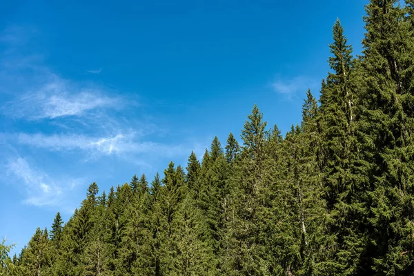 Borovicový les-Evergreen stromky-Trentino Alto Adige Itálie — Stock fotografie