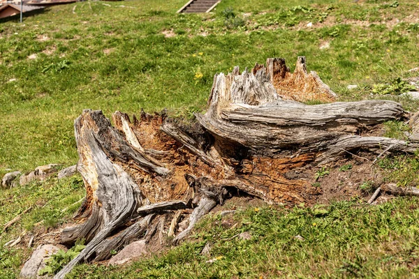 Faulender Kiefernstumpf auf grünem Gras - italienische Alpen — Stockfoto