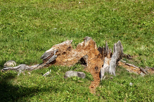 Tronco de pinho podre na grama verde - Alpes italianos — Fotografia de Stock