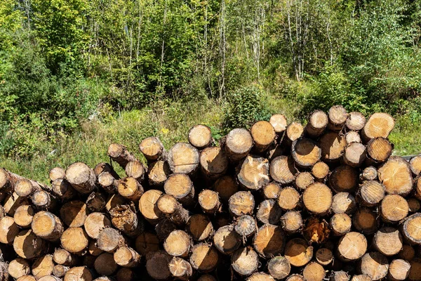Mucchio di tronchi di pino con alberi verdi sullo sfondo — Foto Stock