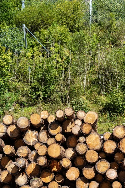 Pilha de troncos de pinheiros com árvores verdes no fundo — Fotografia de Stock