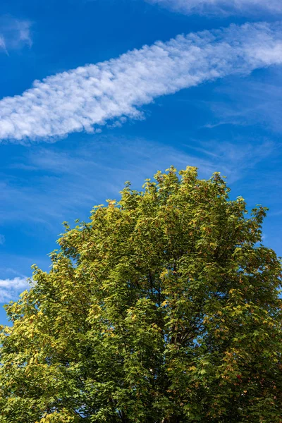 Árbol de arce verde en el cielo azul con nubes - Alpes italianos —  Fotos de Stock