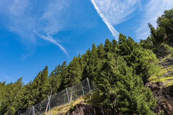 Borové lesy a bariéry proti pádu-Trentino Alto Adige Itálie — Stock fotografie