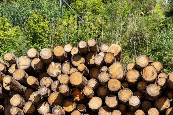 Stapel von Kiefernstämmen mit grünen Bäumen im Hintergrund — Stockfoto