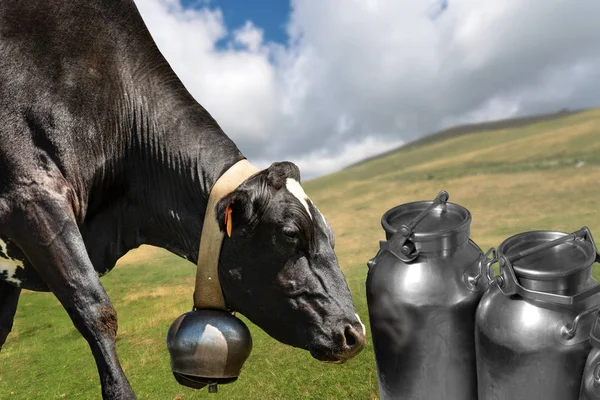 山のミルク缶とカウベルを持つ黒い乳牛 — ストック写真