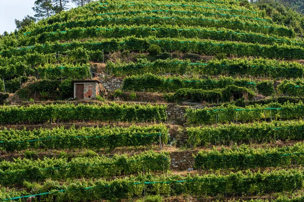 Terrenos con viñedos en el pueblo de Vernazza - Liguria Italia — Foto de Stock
