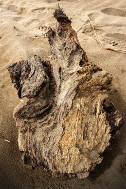Deniz plajı kıyısında Driftwood
