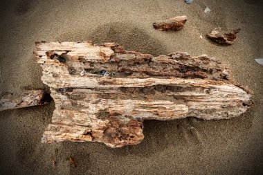 Deniz plajı kıyısında Driftwood