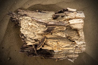 Deniz plajı kıyısında Driftwood
