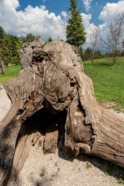 Tronco de um carvalho caído - Alpes italianos — Fotografia de Stock
