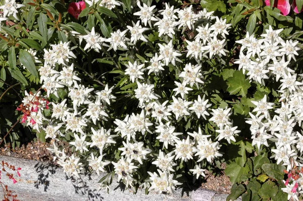 De nombreuses fleurs edelweiss - Engadine valley St Moritz Suisse — Photo