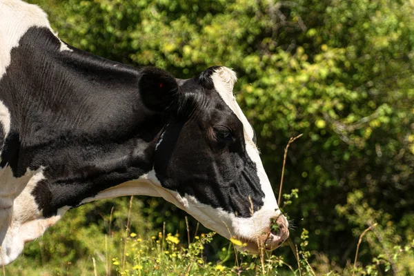 Holstein Friesovský skot-portrét černé a bílé krávy — Stock fotografie