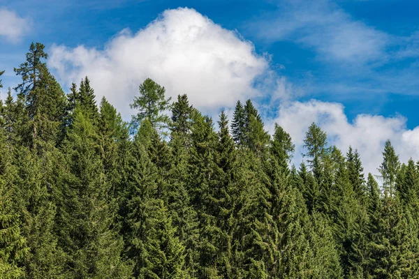 Сосновый бор - вечнозеленые деревья - Трентино Альто Асо Италия — стоковое фото