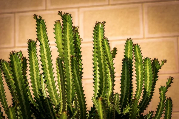 Primo Piano Cactus Verde Una Parete Arancione Pianta Succulenta Egitto — Foto Stock