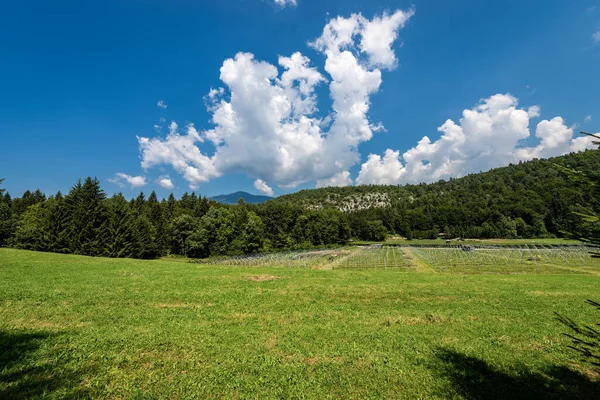 과일을 블랙베리 블루베리 커런트에서 Val Sella Sella Valley Borgo Valsugana — 스톡 사진