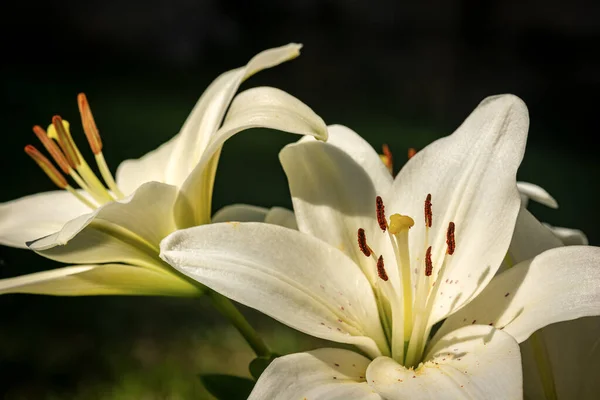 暗い背景を持つ庭の2つの白いユリの花のマクロ写真 — ストック写真