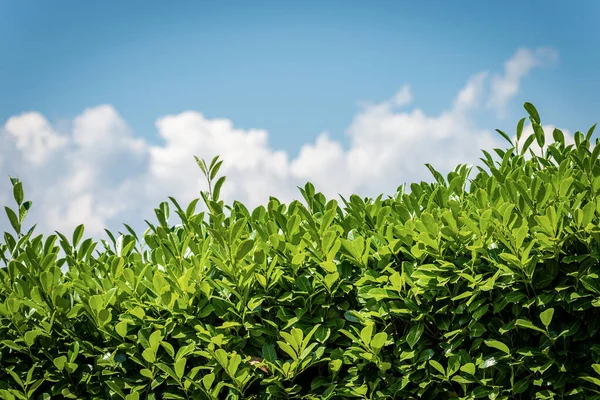 Närbild Häck Med Gröna Blad Sommaren Blå Himmel Med Moln — Stockfoto