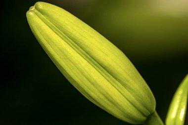 Bahçede koyu arkaplanı olan yeşil bir zambak tomurcuğunun makro fotoğrafçılığı