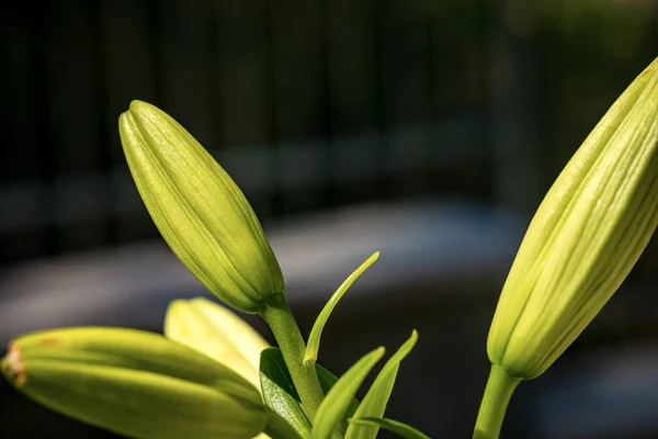 暗い背景を持つ庭のユリの花の緑の芽のマクロ写真 — ストック写真