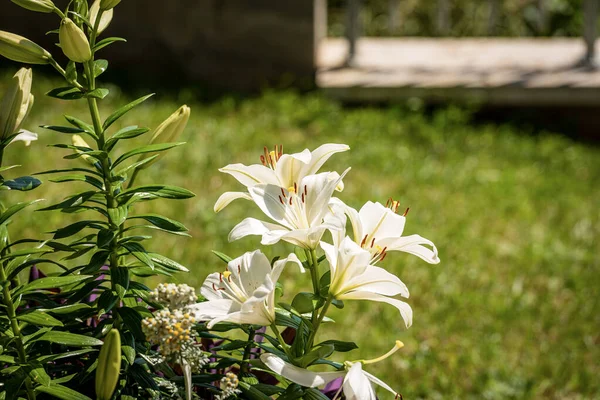 Groep Van Witte Lelie Bloemen Groene Knoppen Een Tuin — Stockfoto