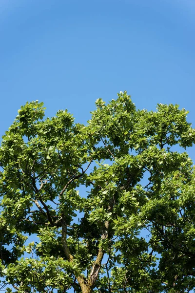 Primer Plano Roble Con Hojas Verdes Verano Cielo Azul Claro —  Fotos de Stock