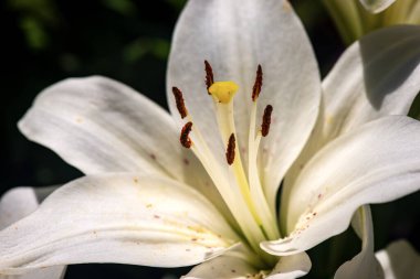 Arka planda beyaz zambak çiçeğinin Macro fotoğrafçılığı