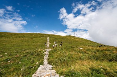 Monte Baldo (Baldo Dağı). İtalyan Alpleri 'nde yaz aylarında ineklerle birlikte yeşil otlaklar. Verona ili, Veneto, İtalya, Güney Avrupa
