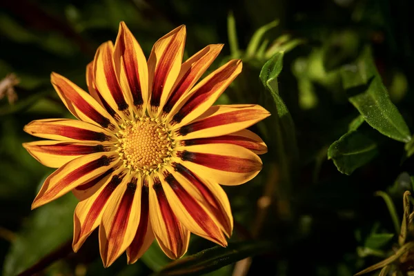 Macrofotografia Uma Flor Gazania Amarela Vermelha Laranja Ligúria Itália Sul — Fotografia de Stock