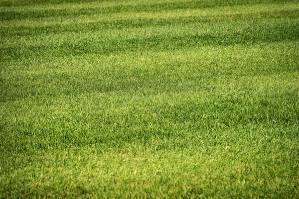 Close-up of a freshly mowed lawn with green grass, full frame.