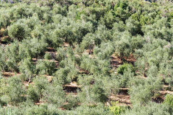 Terraços Com Oliveiras Verão Aldeia Tellaro Ligúria Itália Sul Europa — Fotografia de Stock