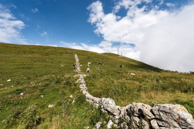 Monte Baldo (Baldo Dağı). Yazın İtalyan Alpleri ve İnekleri 'nde yeşil otlaklar. Verona ili, Veneto, İtalya, Güney Avrupa