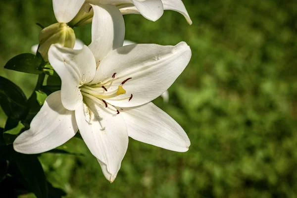 Lírio Branco Bonito Flores Jardim Com Fundo Verde Fotografia Macro — Fotografia de Stock