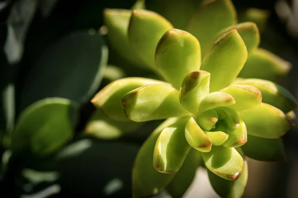 Macro Fotografia Una Pianta Succulenta Verde Sedum Lucidum Sfondo Scuro — Foto Stock