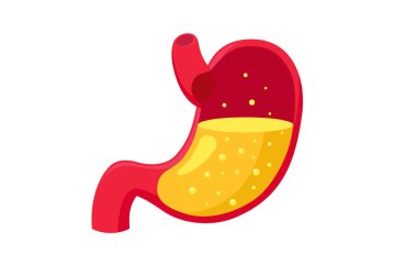 Healthy human stomach full of gastric acid juice cut view. Vector flat style illustration clipart