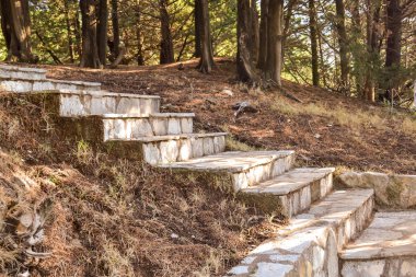 Taş merdiven bir çam ormanı. Güneş ışığı taş merdivenlerden düşer