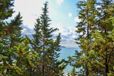 Çam ağaçlarının yetiştiği dağ, denizden görünümünü. Karadağ. Budva Riviera. Becici
