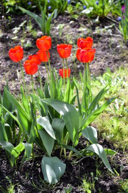Bahçedeki kırmızı laleler