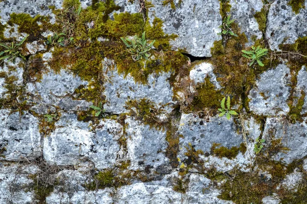 Vecchio Muro Pietra Con Muschio Licheni — Foto Stock