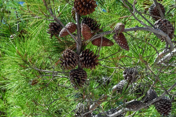 Spruce Bumps Branch Close — Stock Photo, Image